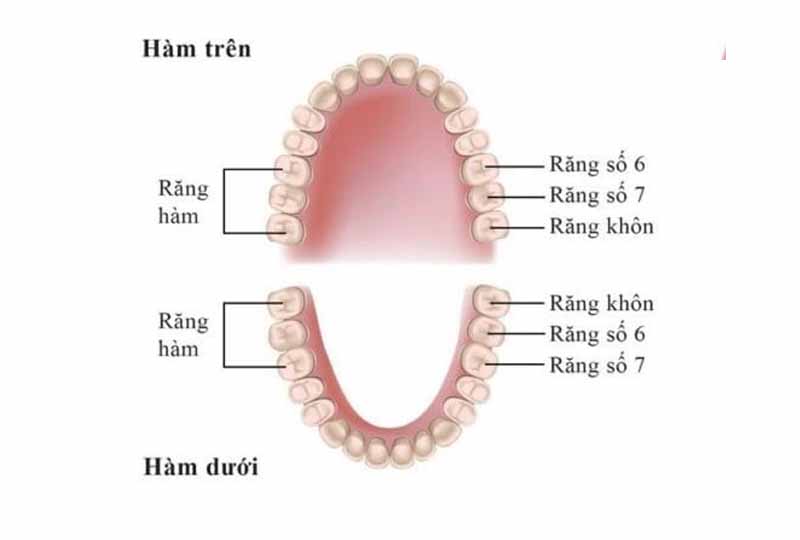 Răng số 7 là răng hàm lớn trên cung hàm