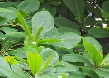 Trong lá bàng có chứa các hoạt chất kháng khuẩn và kháng viêm mạnh