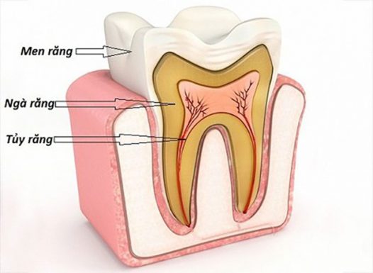 Cấu tạo chi tiết của răng
