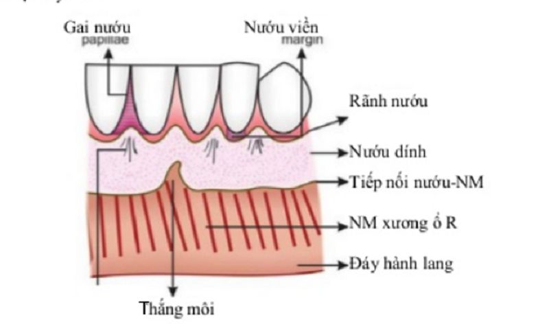Cấu tạo của nướu răng (hay còn gọi là lợi)
