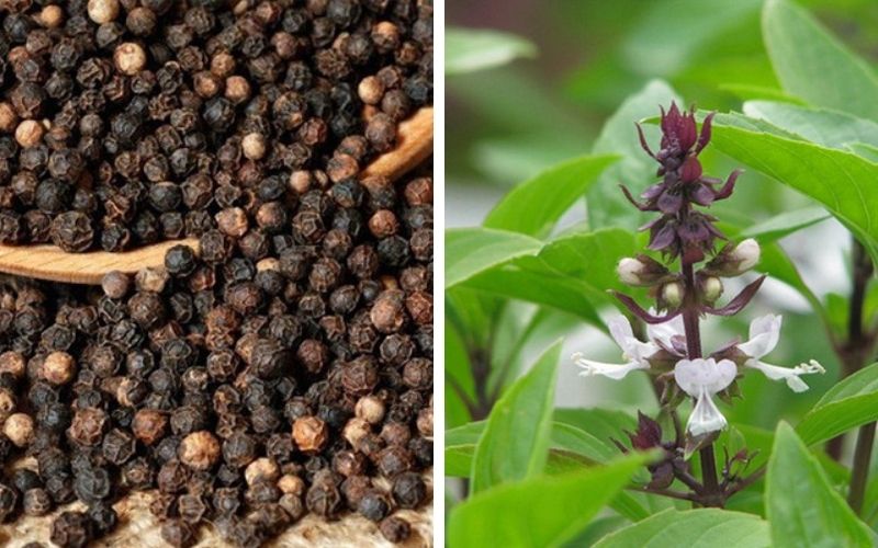 Kết hợp tiêu đen và húng quế trị đau răng khôn