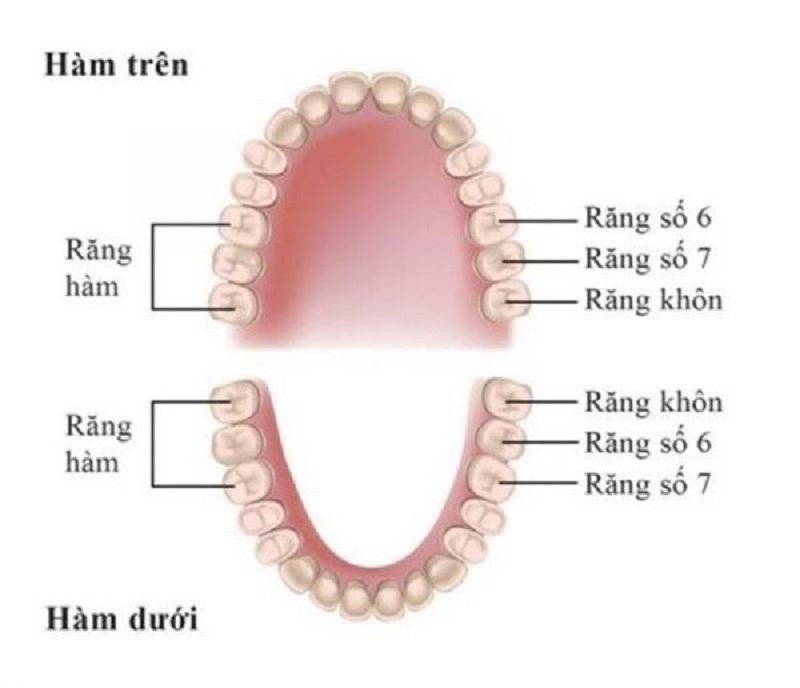 Răng số 6 nằm sâu bên trong khung hàm
