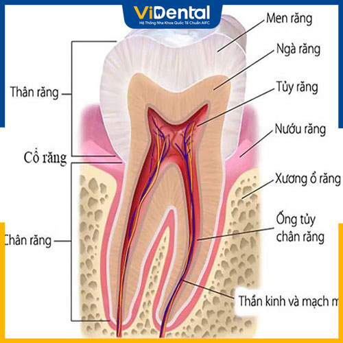 Mỗi răng sẽ có cấu tạo gồm 4 thành phần chính