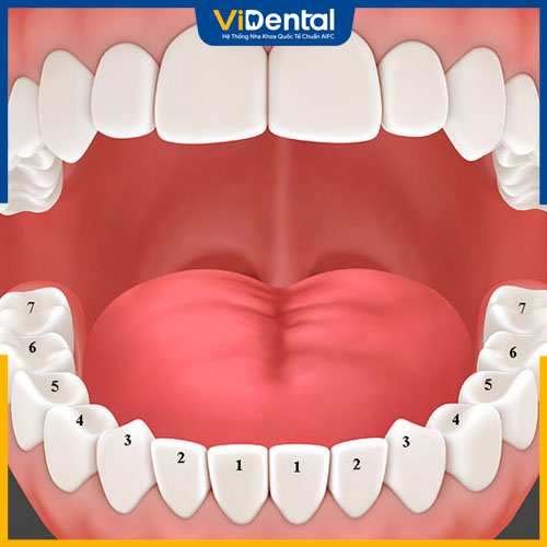 Hàm răng cân đối sẽ giúp bảo vệ sức khỏe răng miệng hiệu quả