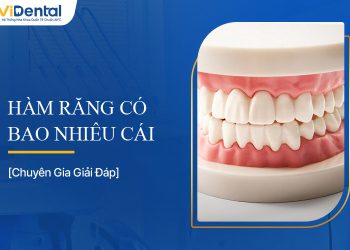 Hàm Răng Có Bao Nhiêu Cái? Cấu Tạo Như Thế Nào?