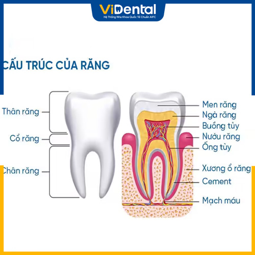 Cấu tạo của răng sẽ bao gồm nhiều lớp