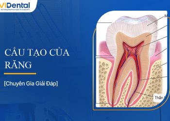 Cấu Tạo Của Răng: Tất Tần Tật Thông Tin Về Giải Phẫu Răng