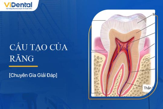 Cấu Tạo Của Răng: Tất Tần Tật Thông Tin Về Giải Phẫu Răng